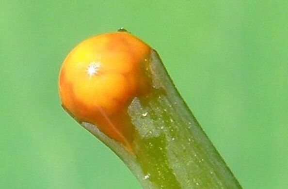 Ιδιότητες της σελαντίνης στη θεραπεία των θηλωμάτων.